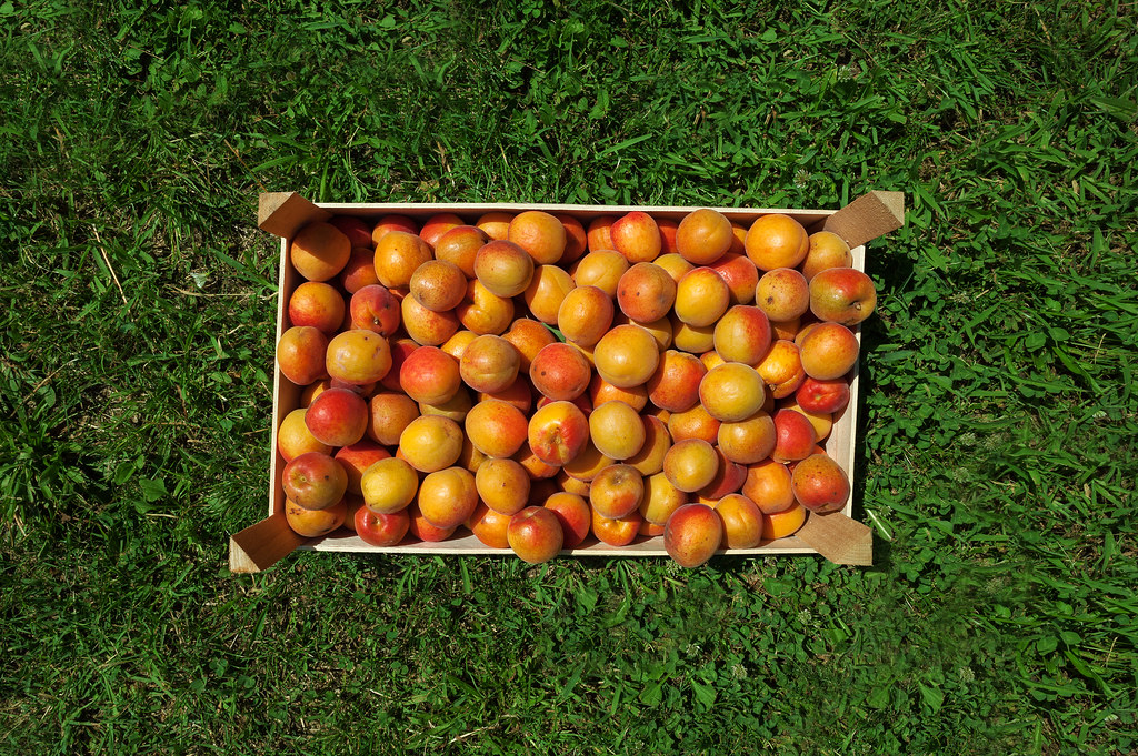 A wooden crate of freshly picked apricots on grass
